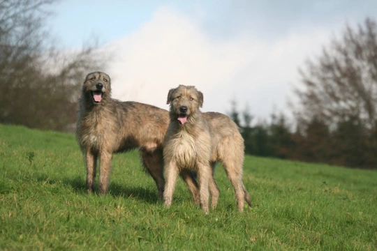 Six interesting facts about the Irish wolfhound