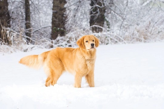 Caring for your dog during the winter