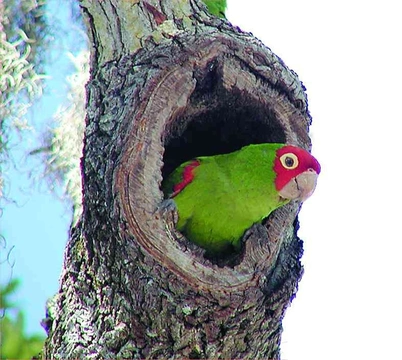 O papoušcích klínoocasých rodu Aratinga