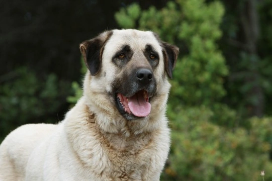 The amazing and unusual working role of the Anatolian shepherd dog