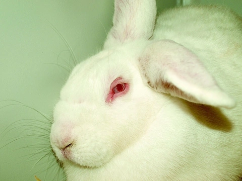 Zdravotní problémy v chovu králíků, díl 8. – Vakcinace králíků – myxomatóza