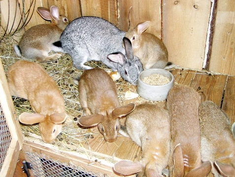 Problém s hmyzem v králíkárnách