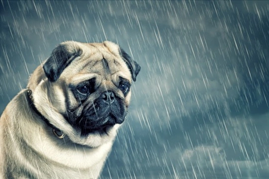 What to do if your dog refuses to go out to toilet in the rain