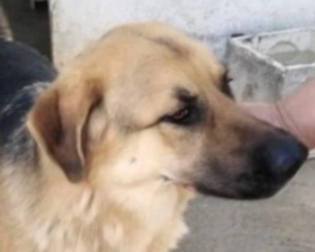 Adozioni cani: la storia di Biggo, tenero incrocio Pastore Tedesco