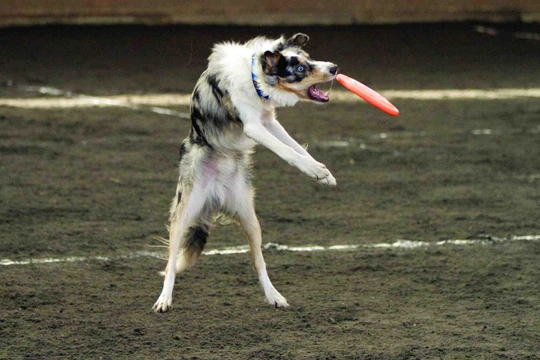 Dog Frisbee