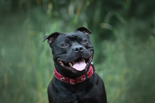 Can Staffordshire bull terriers swim?