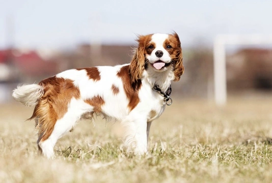 Kennel cavalier hot sale