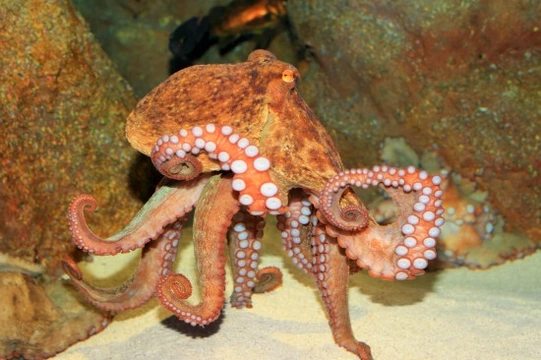 Can you keep an octopus as a pet?