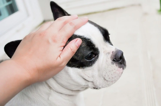 What does it mean if your dog growls when you pat them?
