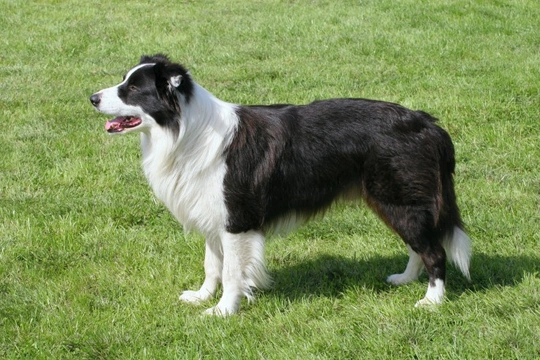 Ceroid Lipofuscinosis (CL) in the border collie