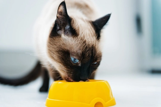 What to do When Your Cat Goes off their Food