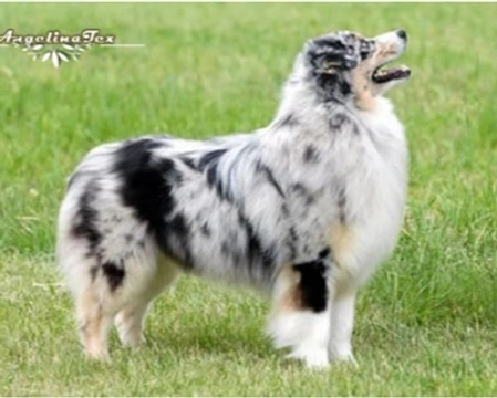 Presentazione dell'Australian Shepherd