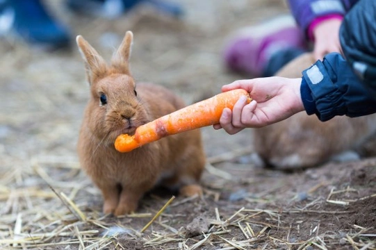 Feeding rabbit store