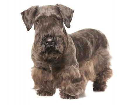 The breed standard and appearance of the Cesky terrier