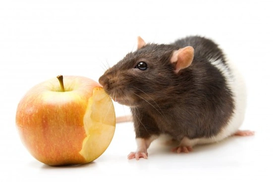 Foods That Are, and Are Not Safe for a Pet Rat