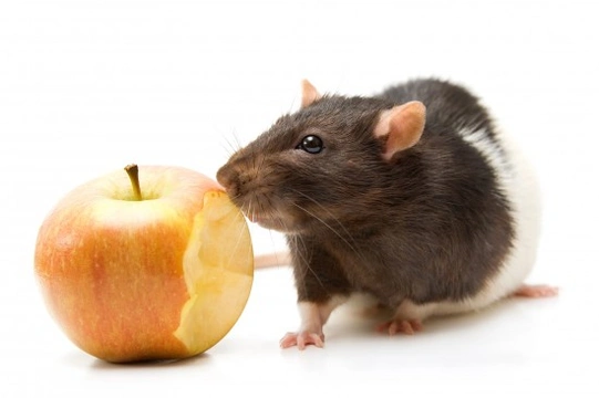 Safe food for pet hot sale rats