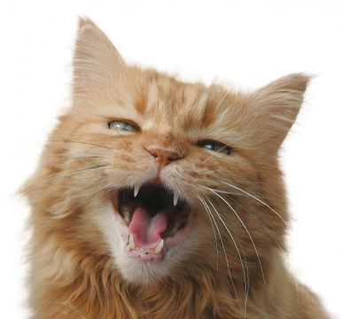 Kočičí mňoukání  – neustále strašně mňouká, dokonce močí do postele