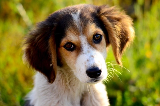 How would you know if your dog was having an allergic reaction to something?