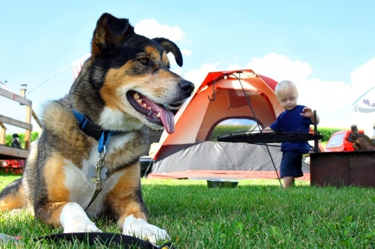 Going camping with your dog - Some things to bear in mind