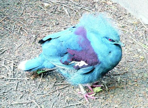 Korunáči – holubi rodu Goura