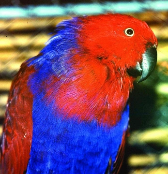 Eklektus různobarvý papoušek s pestrou historií
