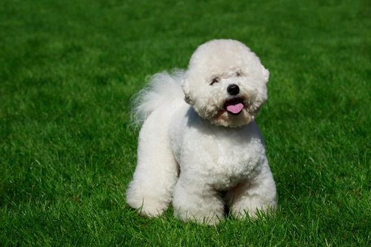 Cheapest dog breeds to hot sale own