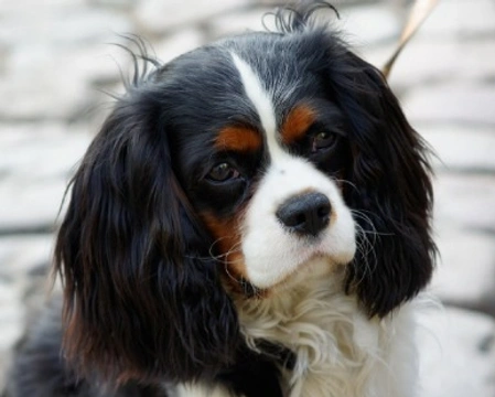 Cavalier King Charles Spaniel - Prezzo cuccioli e info