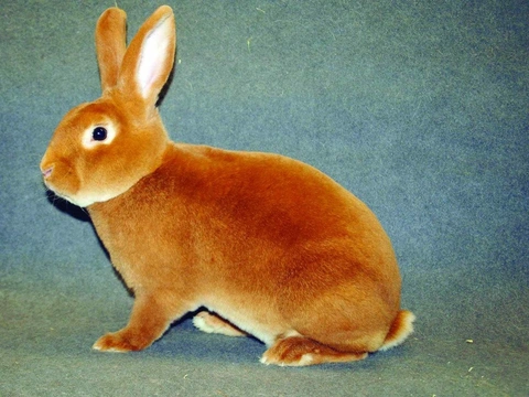 Zdravotní problémy v chovu králíků – úvod