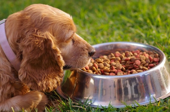 Diabetic dog throwing up food hotsell