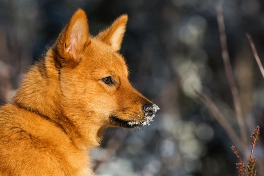 Is the Finnish spitz dog a good domestic pet?