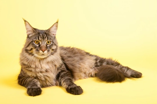 The History of the Maine Coon Cat