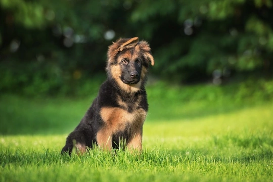 Can puppies and younger dogs suffer from arthritis?