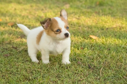 Five universal personality traits of the Chihuahua