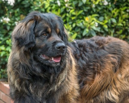 Cane Leonberger: il cane simile al Terranova - Info e prezzi