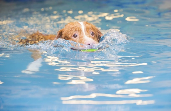 Teaching your dog to swim