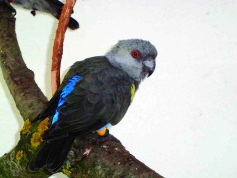 Zkušenosti s chovem papouška hnědého (Poicephalus rueppellii)
