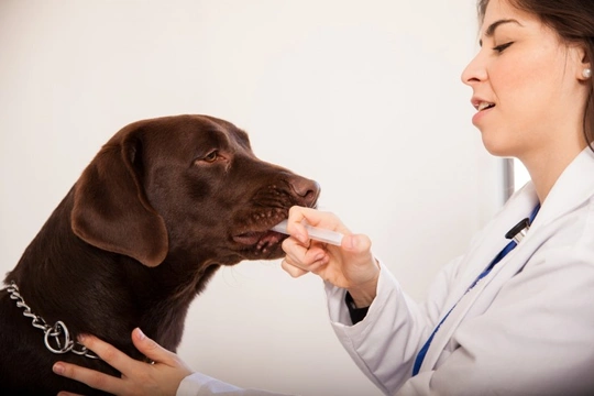 How tapeworms can affect your dog