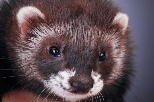 Myths and Misconceptions About Ferrets - True or False?