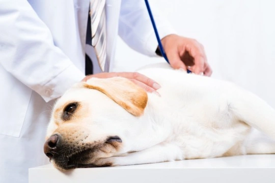 Keeping Terminology Simple When a Pet is Diagnosed with Cancer
