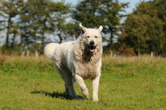 All About the Hungarian Kuvasz Dog Breed