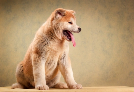 The Akita and Health Issues