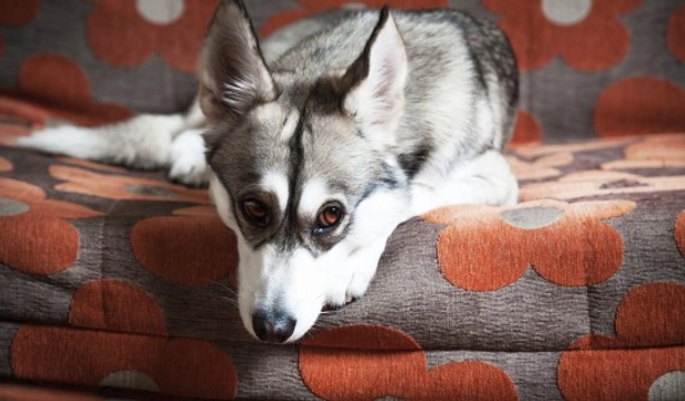 Why do dogs rub their faces on the carpet or furniture?