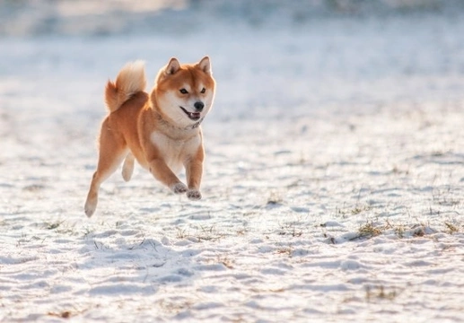 Learning more about the Shiba Inu dog