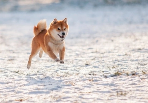 Shiba store inu playing