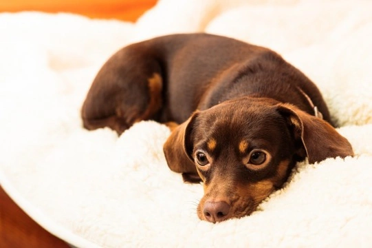 8 Great Home Remedies For Dogs