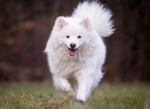 Osteogenesis imperfecta in the Finnish Lapphund dog breed