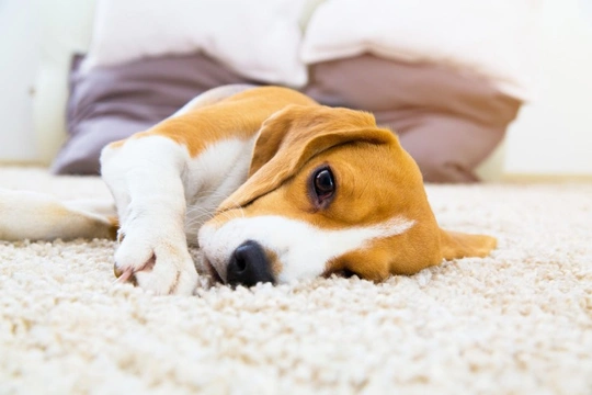 How your carpet can affect dogs with allergies
