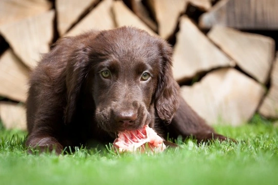 How to feed a hyperactive dog