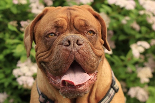 Why are Dogue de Bordeaux puppies so expensive to buy?