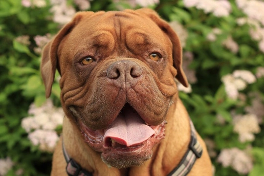 Owning a dogue de hot sale bordeaux